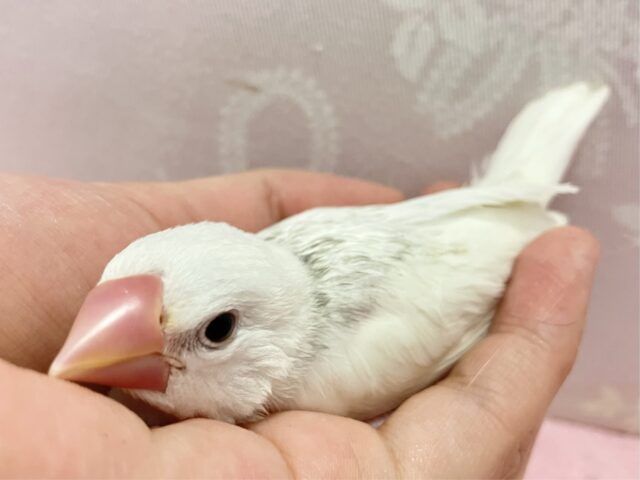 白文鳥