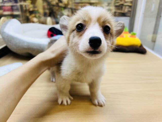 ウェルシュコーギー・ペンブローグ