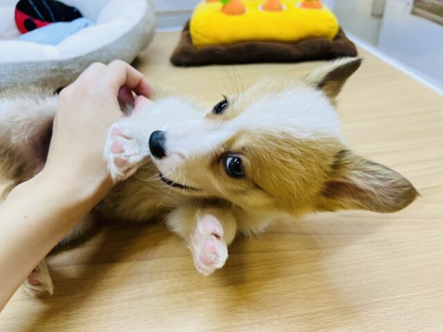 ウェルシュコーギー・ペンブローグ