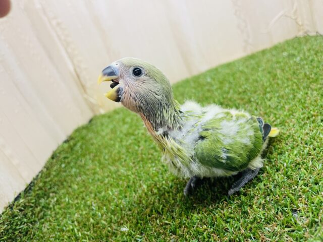 コザクラインコ（小桜インコ）