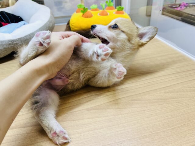 ウェルシュコーギー・ペンブローグ