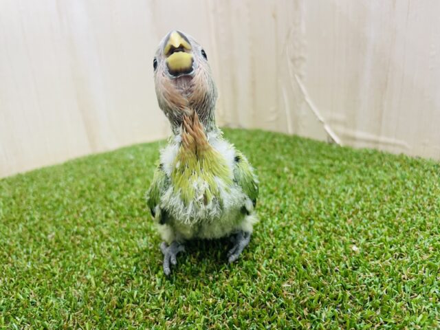 コザクラインコ（小桜インコ）