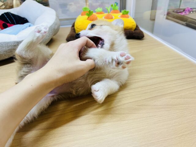 ウェルシュコーギー・ペンブローグ