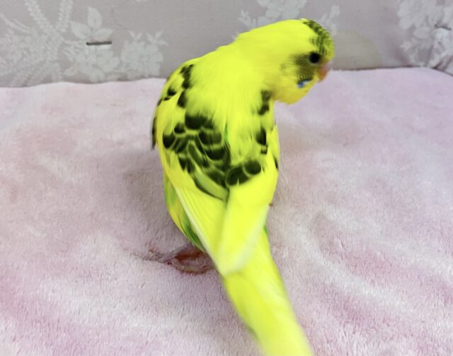セキセイインコ