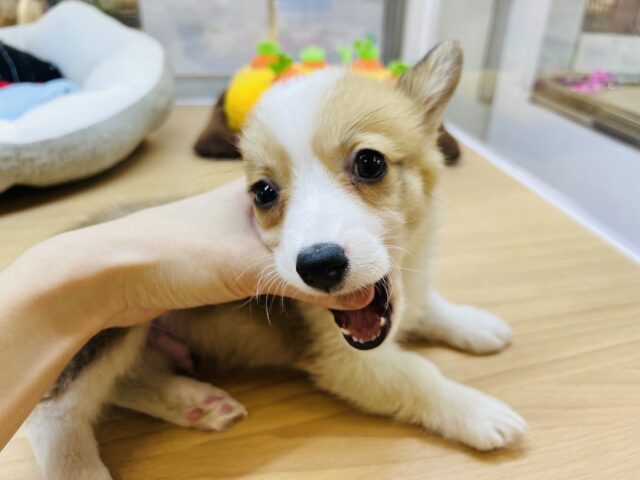 ウェルシュコーギー・ペンブローグ