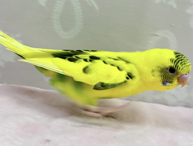 セキセイインコ