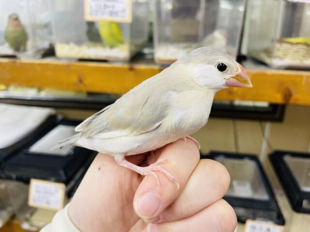 色変わり文鳥