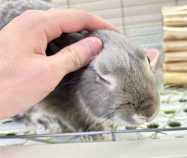 ネザーランドドワーフ