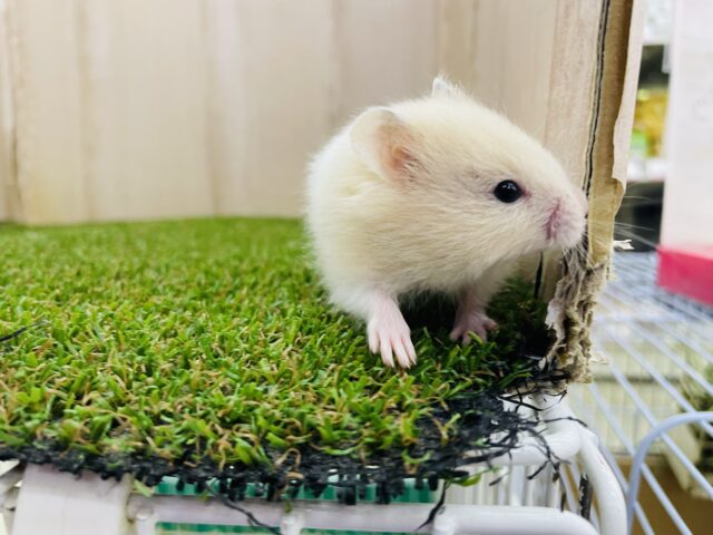 カラーハムスター