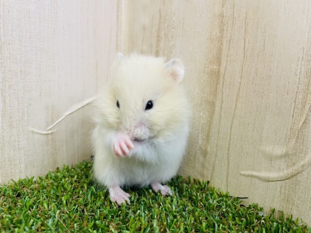 カラーハムスター