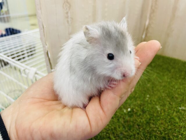 セーブルハムスター