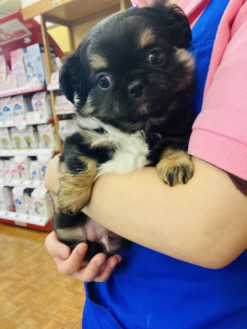 かわいすぎてニヤけちゃう(*´﹃`*)激かわmix犬❤︎ペキチーくん🐶❤︎ 愛称が不明