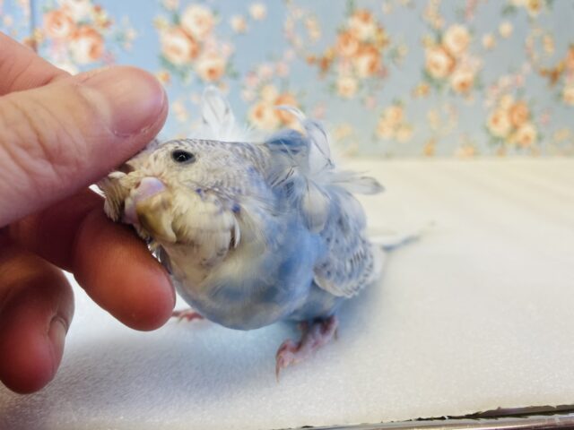 羽衣セキセイインコ