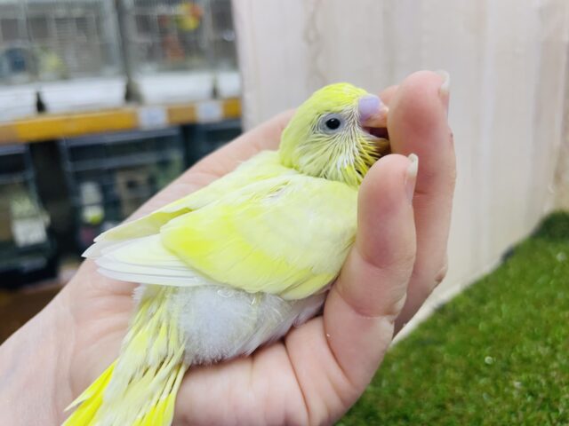 セキセイインコ