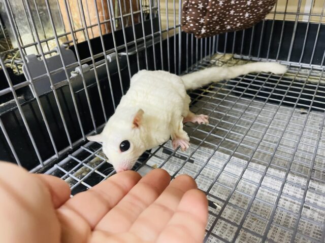 フクロモモンガ