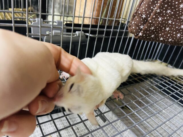 フクロモモンガ