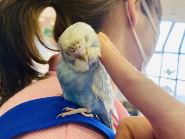 羽衣セキセイインコ