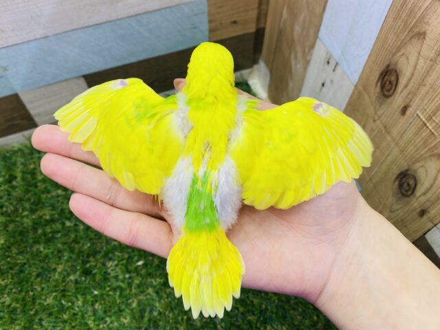 セキセイインコ