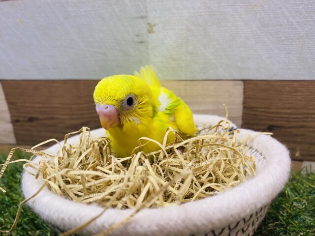 セキセイインコ