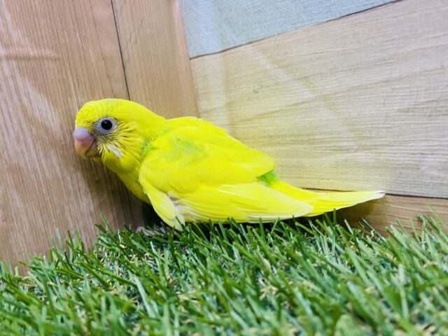 セキセイインコ