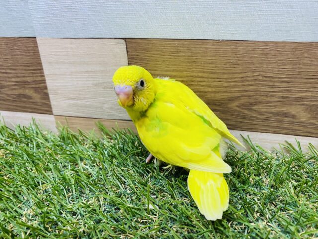 セキセイインコ