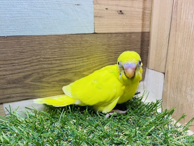 セキセイインコ