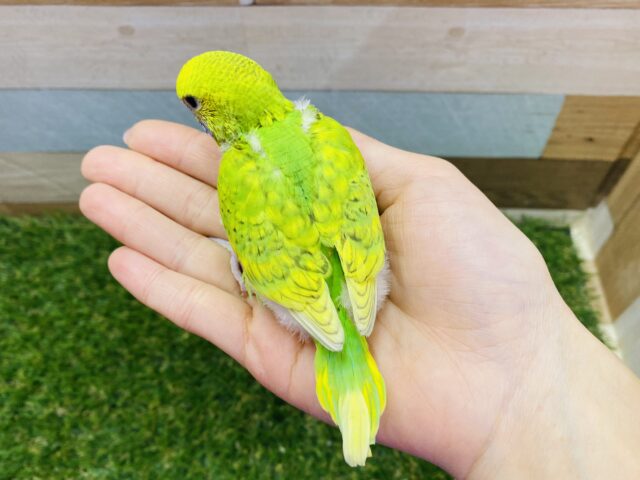 セキセイインコ