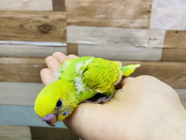 セキセイインコ