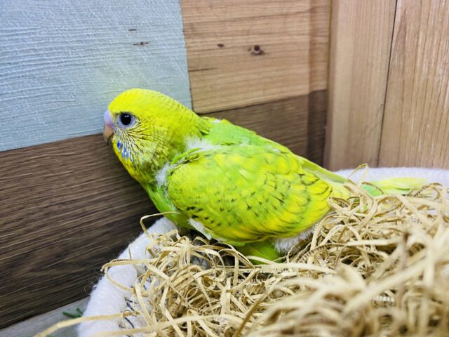 セキセイインコ