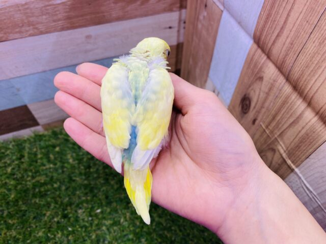 セキセイインコ