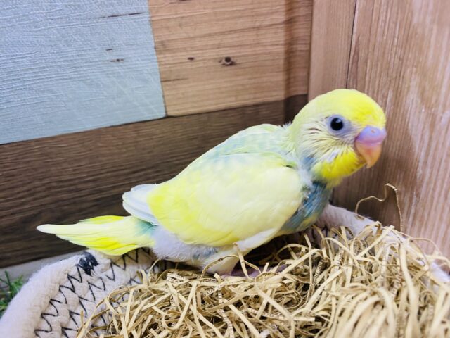 セキセイインコ