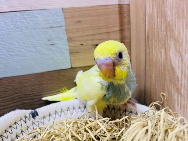 セキセイインコ