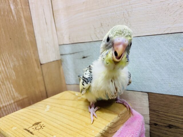 セキセイインコ