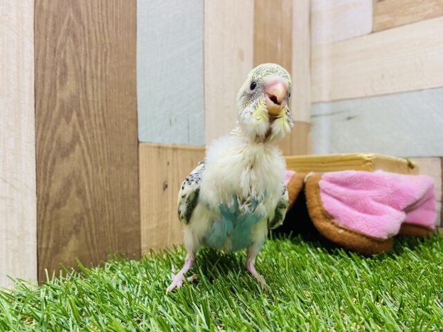 セキセイインコ