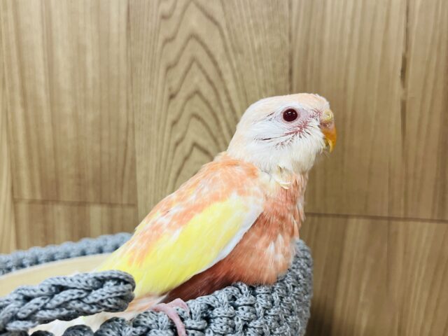 【最新画像更新🪄】魅力溢れるピーチカラー🩷アキクサインコ(ルビノー) ヒナ アキクサインコ(秋草インコ)