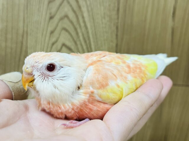 アキクサインコ（秋草インコ）