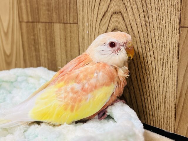 アキクサインコ（秋草インコ）