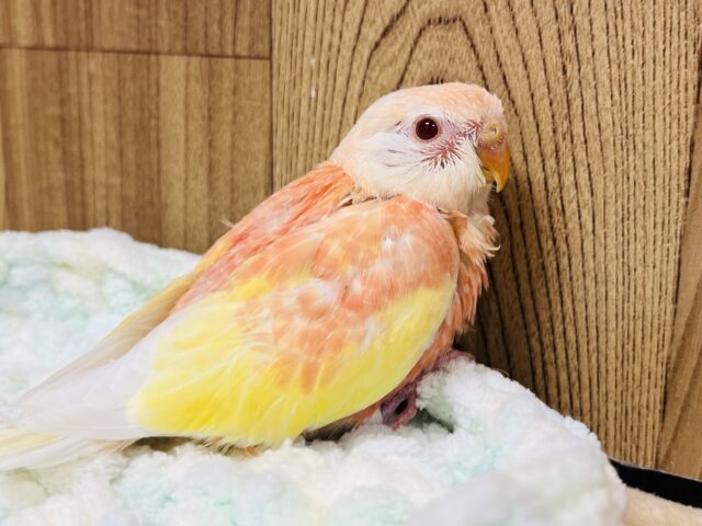 【最新画像更新🪄】魅力溢れるピーチカラー🩷アキクサインコ(ルビノー) ヒナ アキクサインコ(秋草インコ)