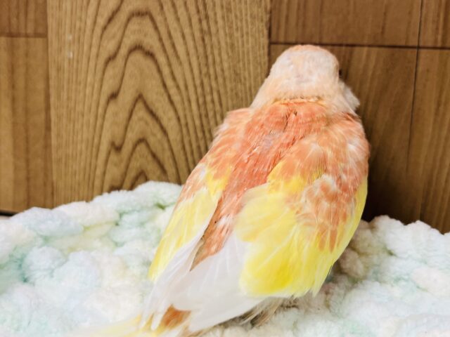 アキクサインコ（秋草インコ）