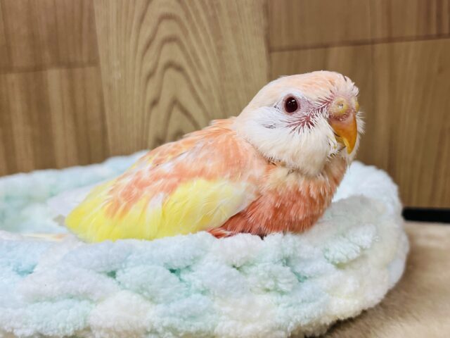 【最新画像更新🪄】魅力溢れるピーチカラー🩷アキクサインコ(ルビノー) ヒナ アキクサインコ(秋草インコ)