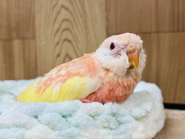 アキクサインコ（秋草インコ）