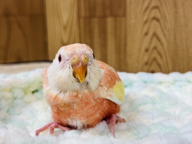 【最新画像更新🪄】魅力溢れるピーチカラー🩷アキクサインコ(ルビノー) ヒナ アキクサインコ(秋草インコ)