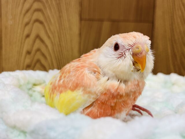 アキクサインコ（秋草インコ）