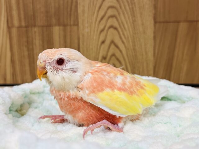 【最新画像更新🪄】魅力溢れるピーチカラー🩷アキクサインコ(ルビノー) ヒナ アキクサインコ(秋草インコ)