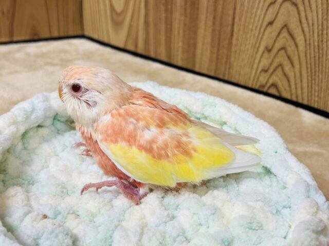 アキクサインコ（秋草インコ）
