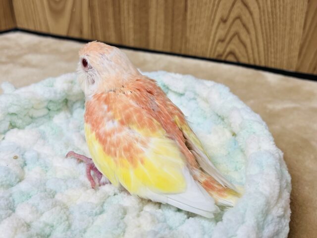 アキクサインコ（秋草インコ）