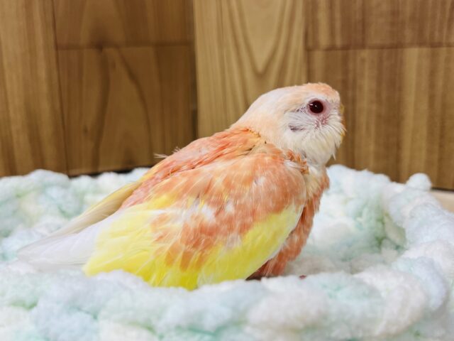 アキクサインコ（秋草インコ）