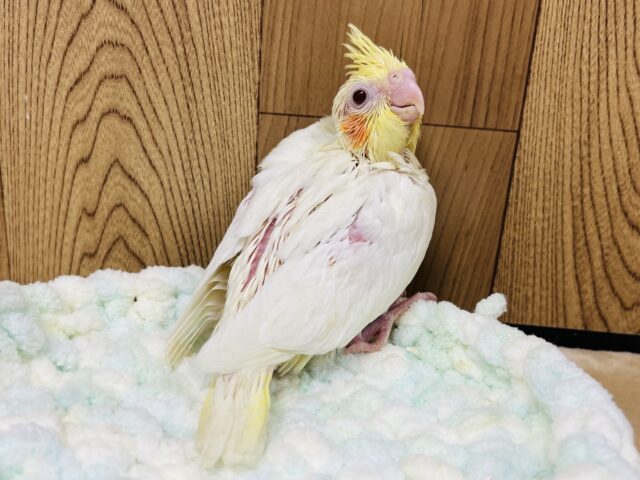 オカメインコ