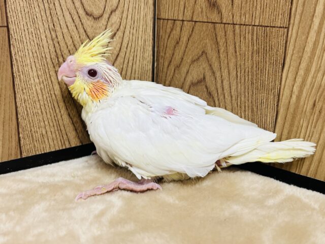 オカメインコ