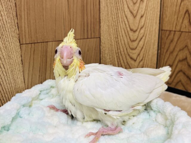 オカメインコ